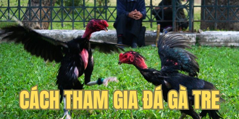 Quy trình tham gia cược đá gà tre U888